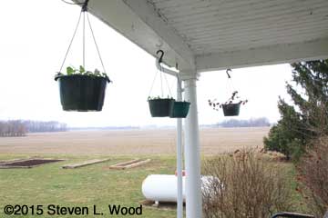 Hanging baskets under porch