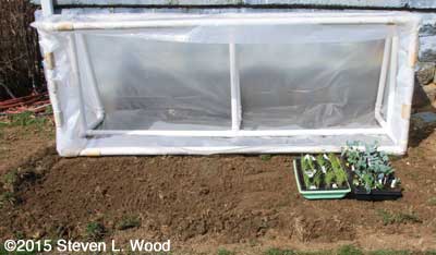Plants under cold frame