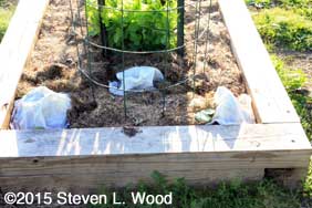 Geraniums and tomato plant under Hotkaps