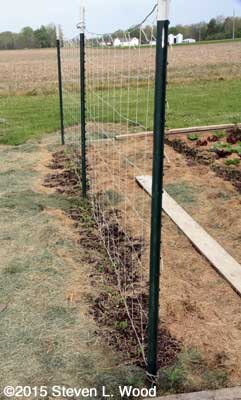Short peas with trellis
