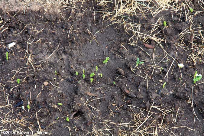 Eclipse peas emerging