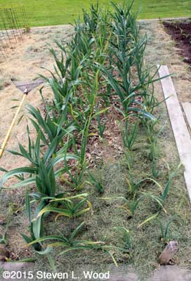 Mulching garlic again