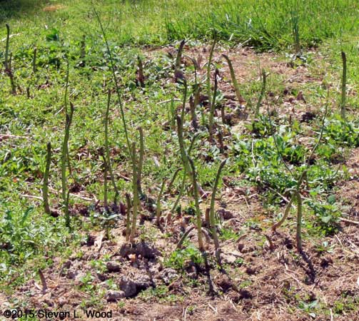 Tall, weedy asparagus in second asparagus bed