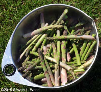 Big bowl of picked asparagus