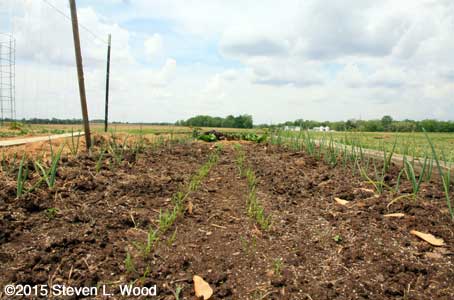 Onions and carrots