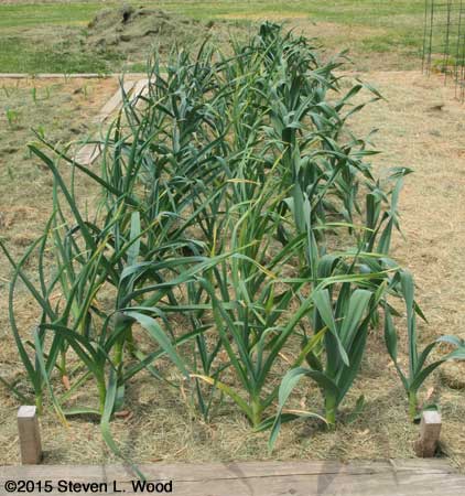 Garlic