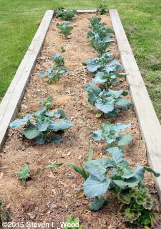 Broccoli and cauliflower