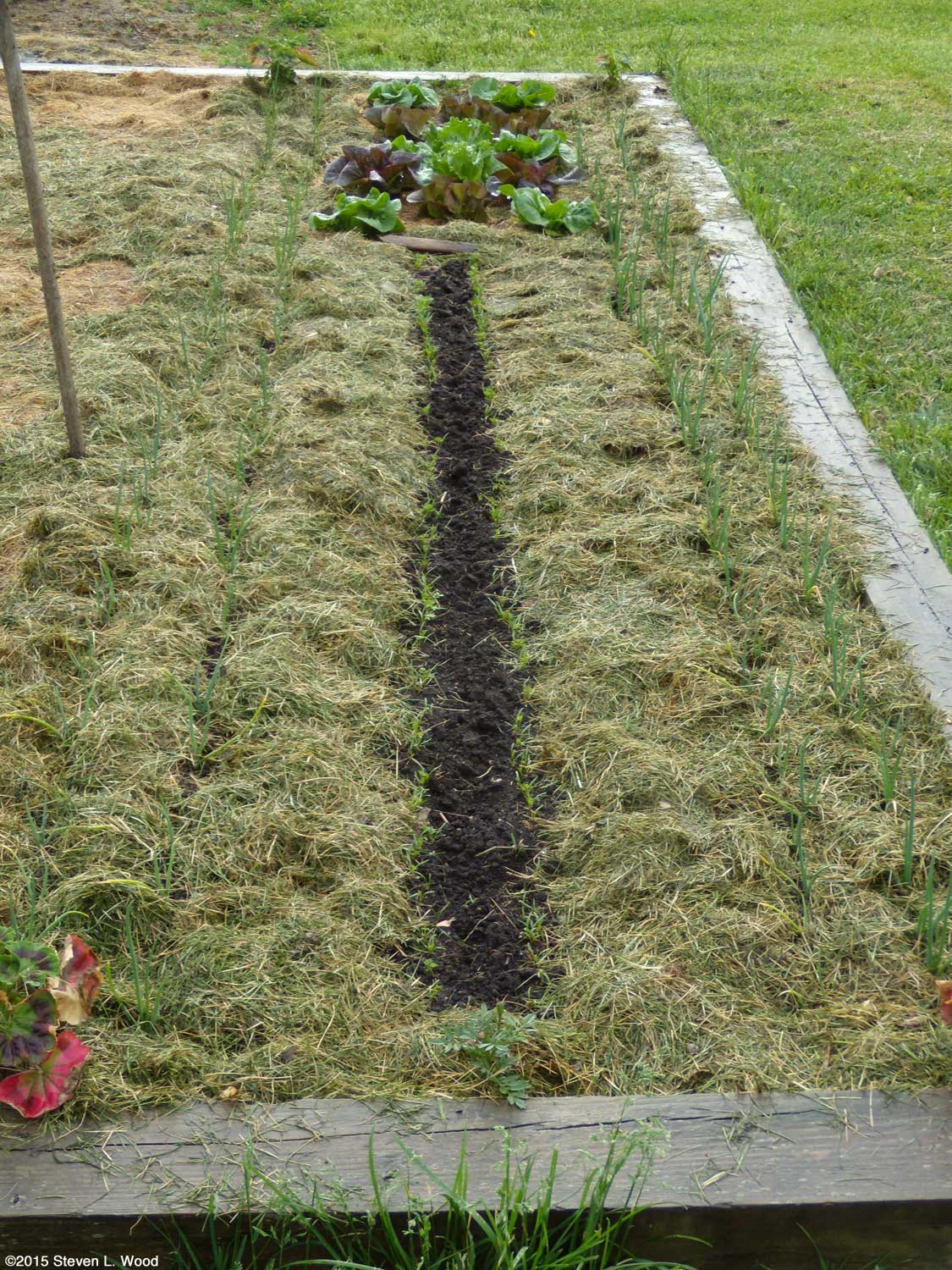 Použitie pokosenej trávy na mojej záhrade poškodí rastliny