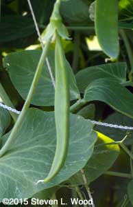 Flat pea pod
