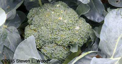 First head of broccoli