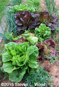 The best lettuce crop we've grown