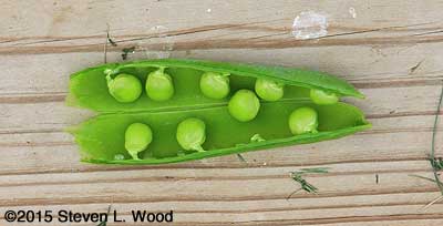 The first ripe peas