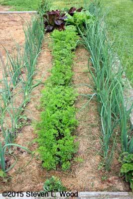 Onions and carrots