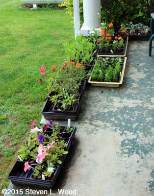 Floweer transplants on back porch