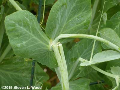 Damaged pea vine