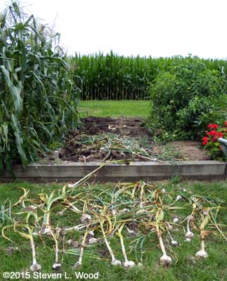 Garlic drying on ground