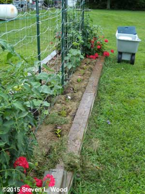 Flowers along edge of cucumber bed