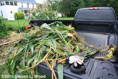 Corn stalks in truck