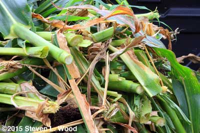 Corn stalks chopped