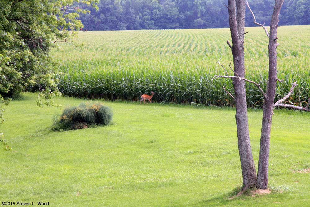 Deer at back of yard