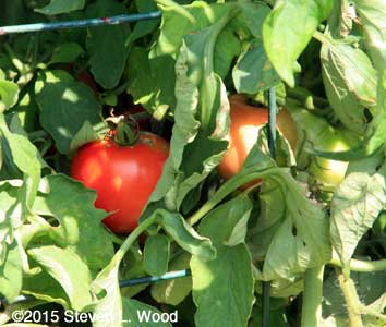 Tomatoes ripening on vine