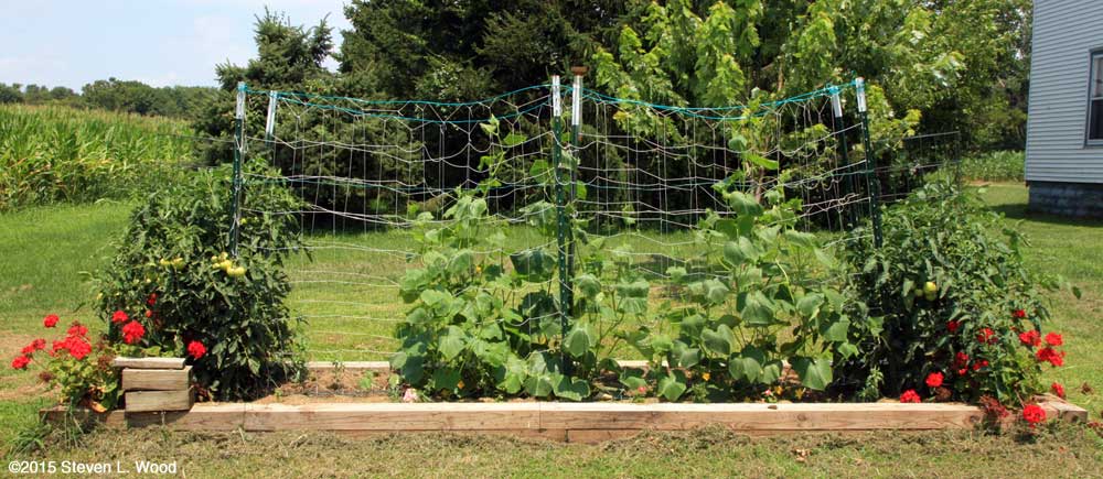 Mountain Merit on left, cucumbers center, Mountain Fresh on right