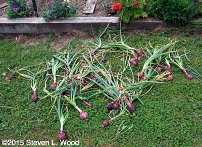 Red onions