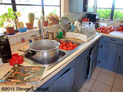 Getting ready to can tomatoes
