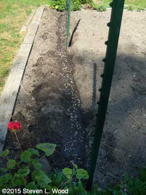 Furrow watered and seeded