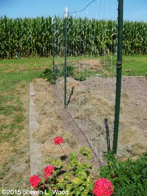 Peas planted, tellised, and mulched
