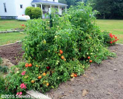 Earlirouge tomato plants bearing heavily