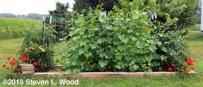 Maverick Red geraniums, Merit tomatoes, and Japanese Long Pickling cucumber vines