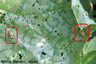 Striped cucumber beetles