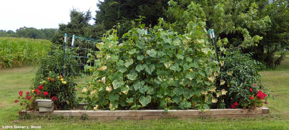 Bug damaged cucumber vines