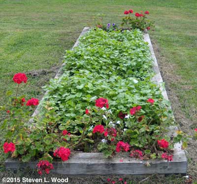 Narrow bed of buckwheat and geraniums