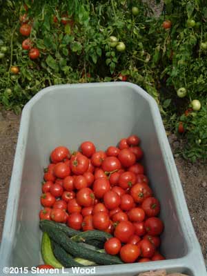 Cart with JLP cucumbers and Earlirouge tomatoes