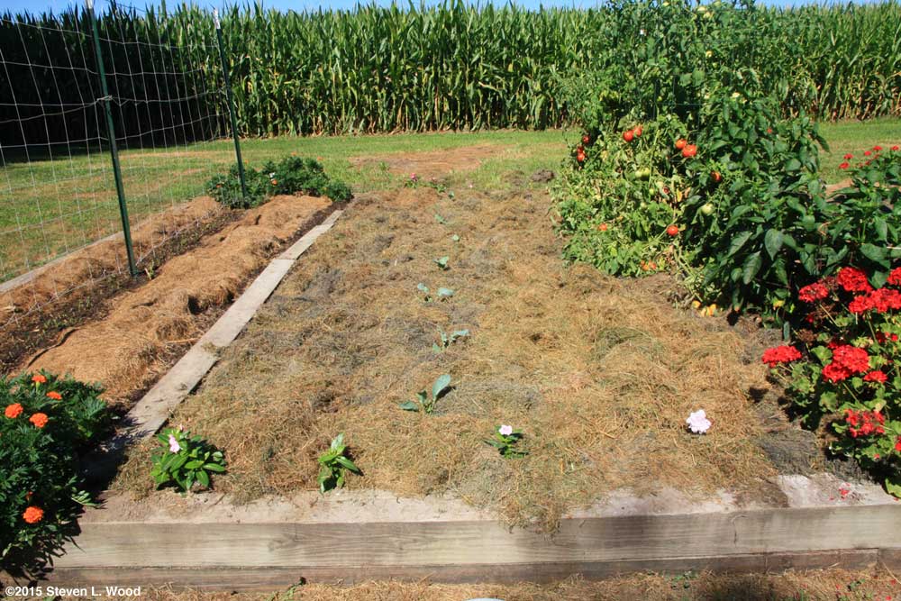 Peas, kale, broccoli, and cauliflower