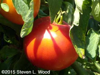 Earlirouge tomato