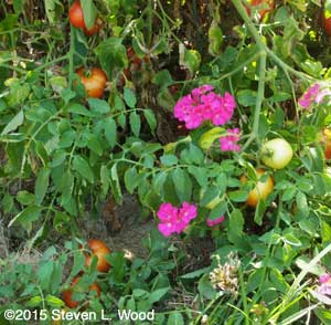 Magenta Orbit Geranium