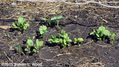 Sugar Snap peas up