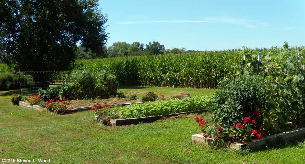 Too much red in the garden?