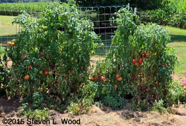 Earlirouge tomatoes