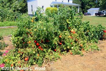 Another view of Earlirouge tomato plants