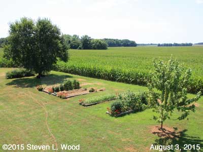 Our Senior Garden - August 3, 2015