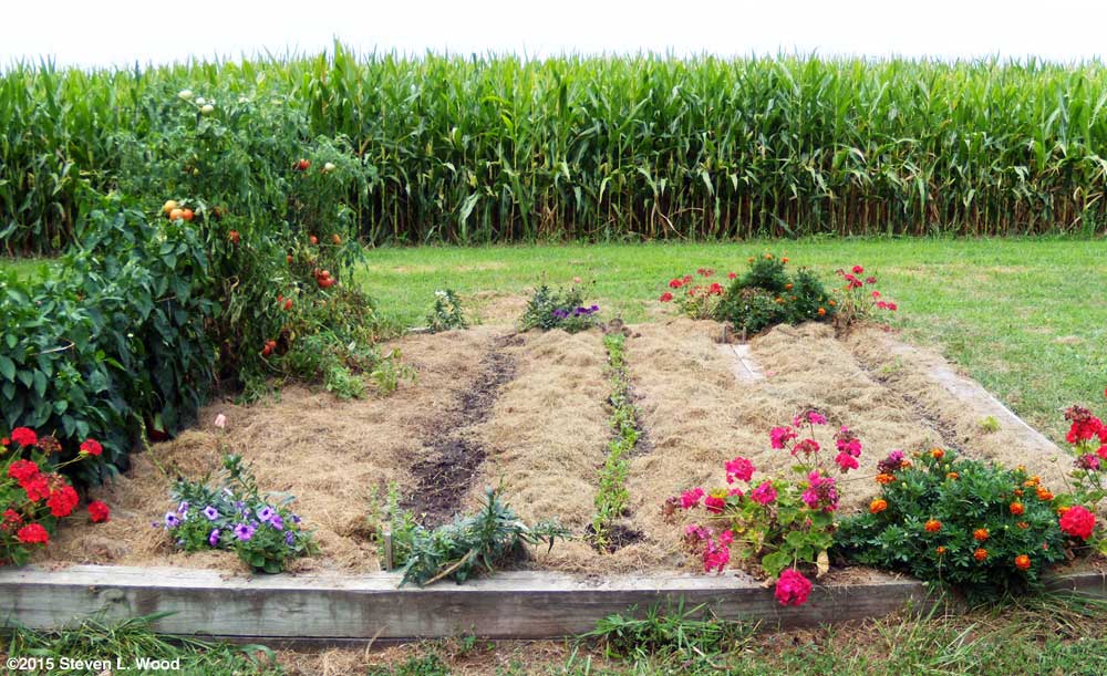 Main raised bed pretty well planted