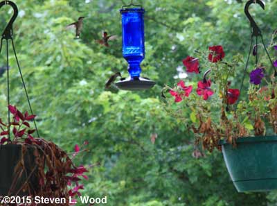 Hummingbirds around feeder