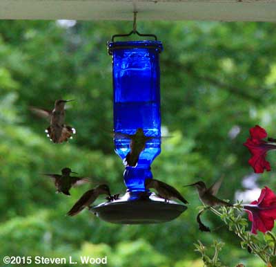 Hummingbirds at feeder