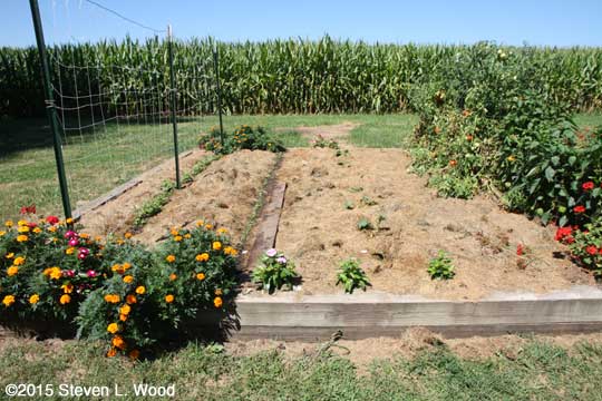 Peas, kale, broccolli and cauliflower, and tomato and pepper row