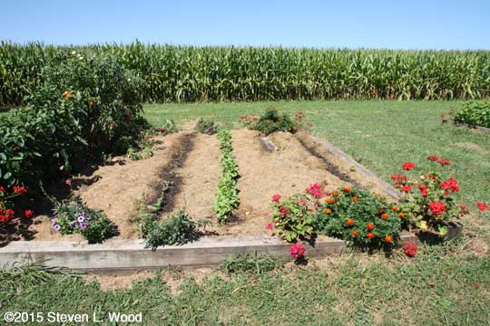 Tomato and peppers row, two rows of green beans, carrots and room for lettuce transplants, and a row of spinach
