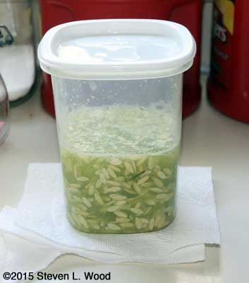 Cucumber seed beginning fermentation process